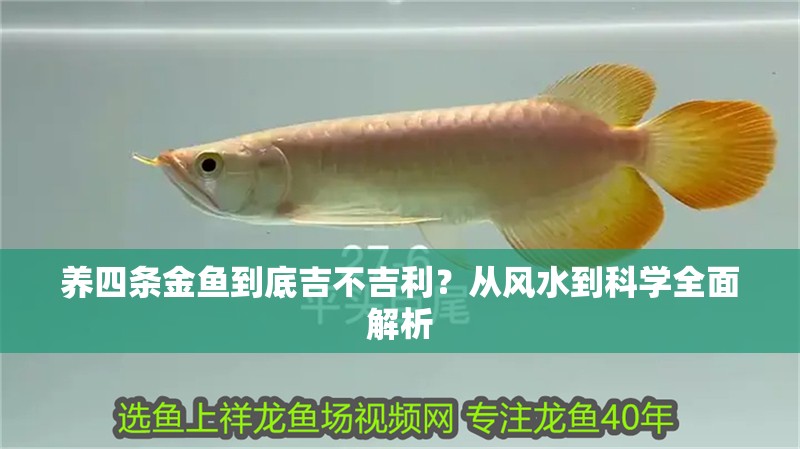 養四條金魚到底吉不吉利？從風水到科學全面解析