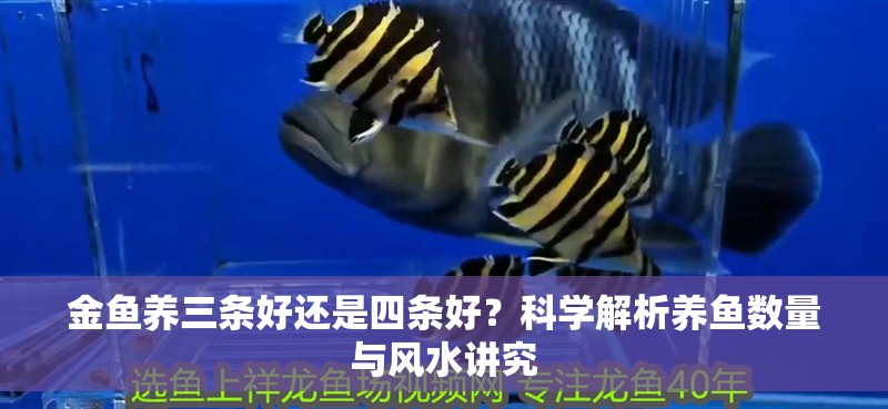 金魚(yú)養(yǎng)三條好還是四條好？科學(xué)解析養(yǎng)魚(yú)數(shù)量與風(fēng)水講究