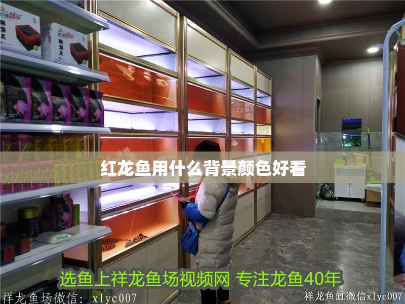 紅龍魚用什么背景顏色好看