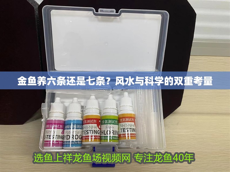 金魚養六條還是七條？風水與科學的雙重考量