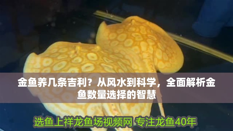 金魚(yú)養(yǎng)幾條吉利?從風(fēng)水到科學(xué),全面解析金魚(yú)數(shù)量選擇的智慧 龍魚(yú)百科 第1張 金魚(yú)養(yǎng)幾條吉利?從風(fēng)水到科學(xué),全面解析金魚(yú)數(shù)量選擇的智慧 金魚(yú)養(yǎng)幾條吉利?從風(fēng)水到科學(xué),全面解析金魚(yú)數(shù)量選擇的智慧 龍魚(yú)百科 第1張