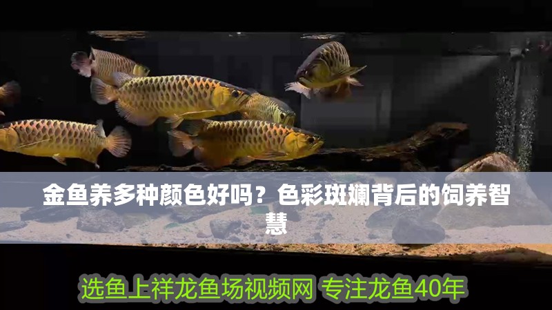 金魚養多種顏色好嗎？色彩斑斕背后的飼養智慧