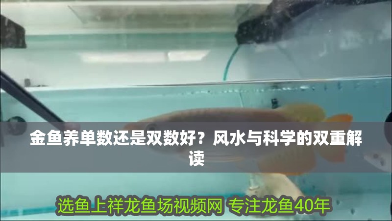 金魚養(yǎng)單數(shù)還是雙數(shù)好？風水與科學的雙重解讀