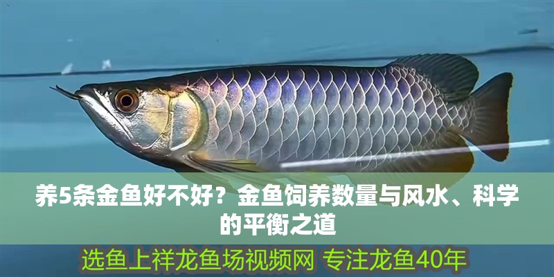 養5條金魚好不好？金魚飼養數量與風水、科學的平衡之道 養5條金魚好不好？金魚飼養數量與風水、科學的平衡之道 龍魚百科 第2張