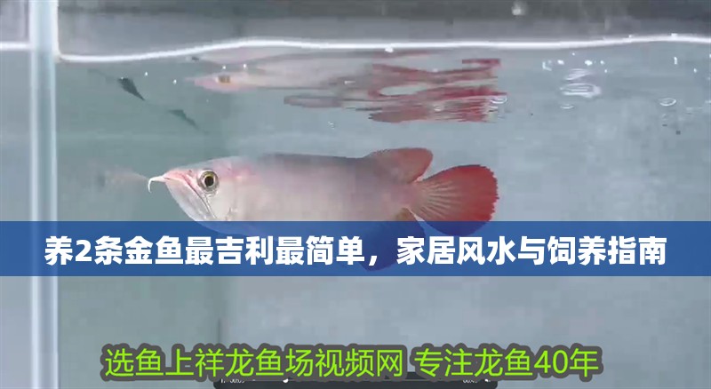 養2條金魚最吉利最簡單，家居風水與飼養指南