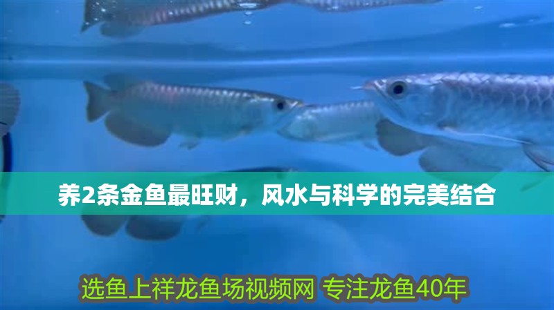 養(yǎng)2條金魚最旺財，風(fēng)水與科學(xué)的完美結(jié)合