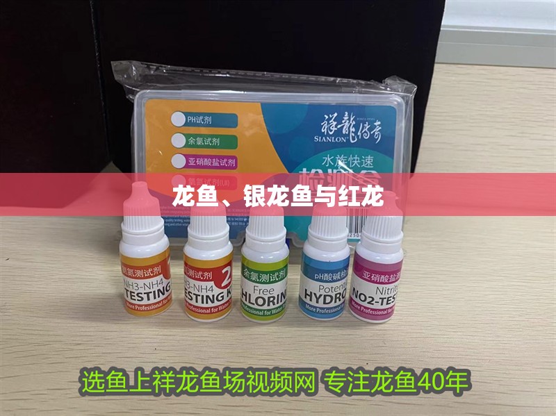 龍魚、銀龍魚與紅龍