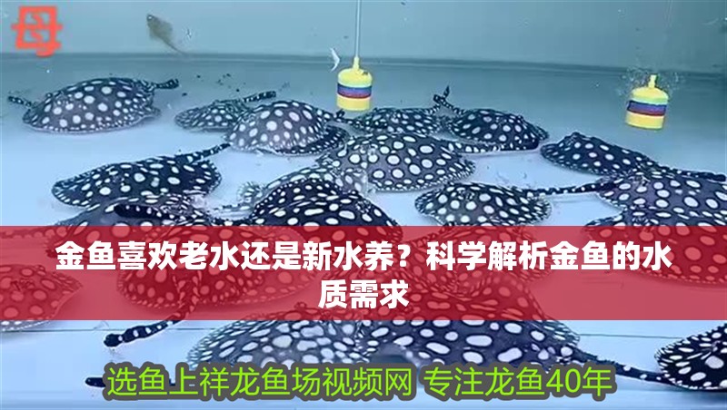 金魚喜歡老水還是新水養？科學解析金魚的水質需求