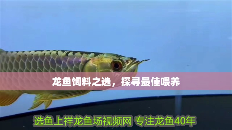 龍魚飼料之選，探尋最佳喂養 龍魚飼料之選，探尋最佳喂養 水族問答