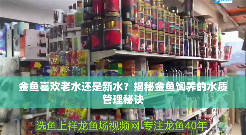 金魚喜歡老水還是新水？揭秘金魚飼養的水質管理秘訣