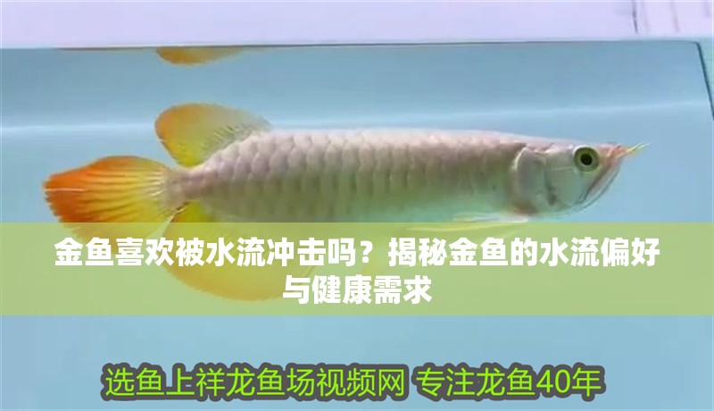 金魚喜歡被水流沖擊嗎？揭秘金魚的水流偏好與健康需求