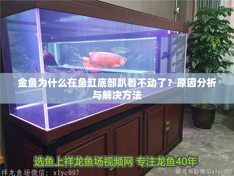 金魚為什么在魚缸底部趴著不動了？原因分析與解決方法
