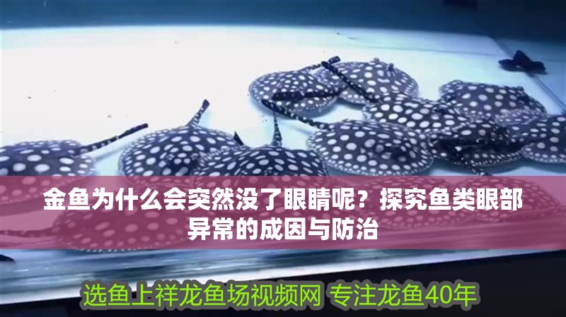 金魚為什么會(huì)突然沒了眼睛呢？探究魚類眼部異常的成因與防治