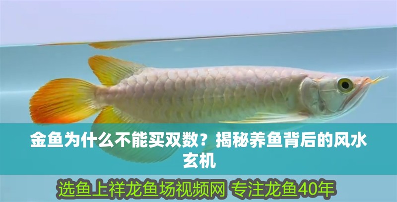 金魚為什么不能買雙數？揭秘養魚背后的風水玄機