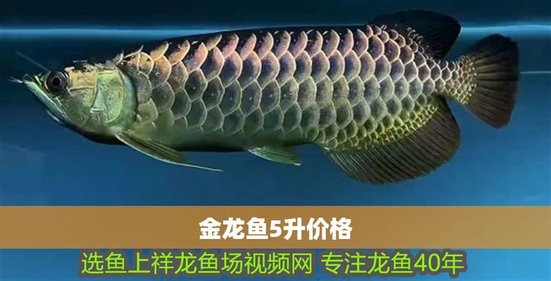 金龍魚5升價格