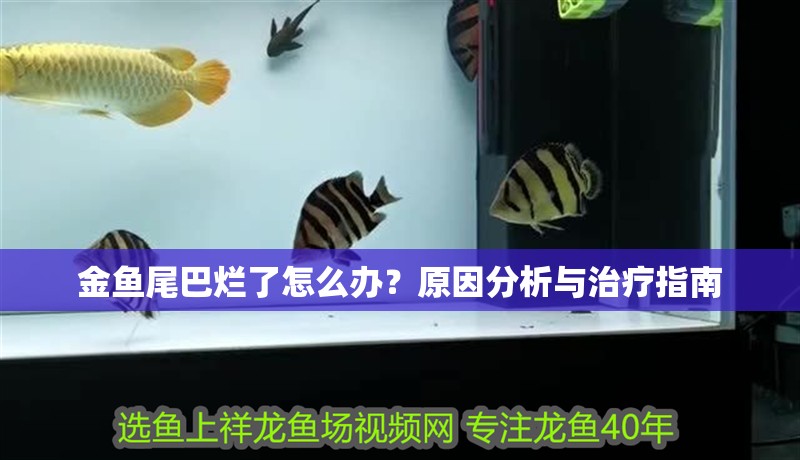金魚尾巴爛了怎么辦？原因分析與治療指南 金魚尾巴爛了怎么辦？原因分析與治療指南 龍魚百科 第2張
