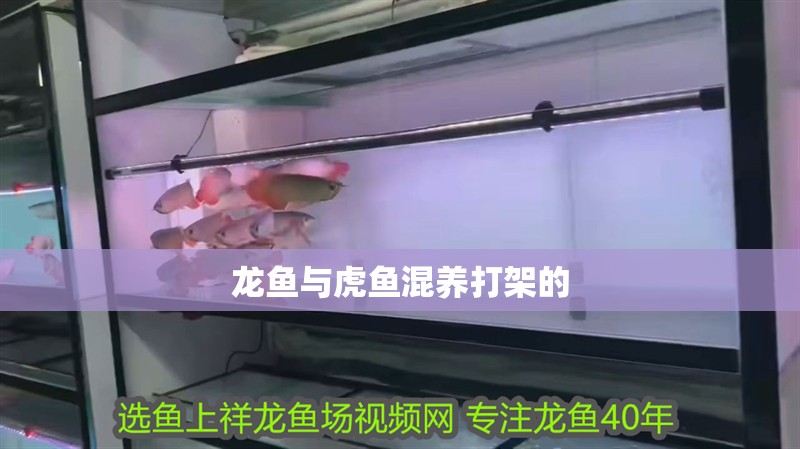 龍魚與虎魚混養打架的