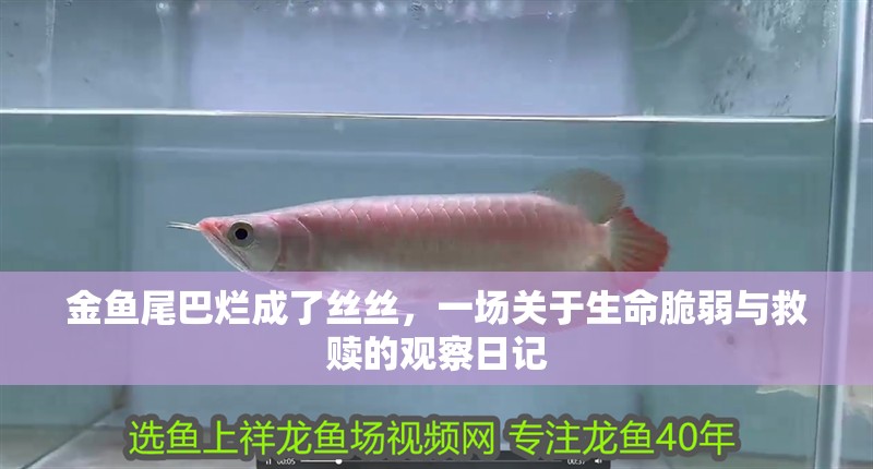 金魚尾巴爛成了絲絲，一場關(guān)于生命脆弱與救贖的觀察日記