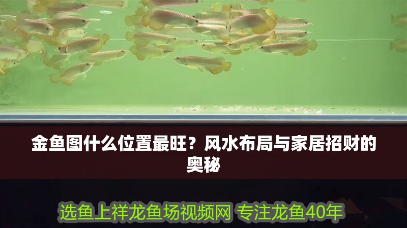 金魚圖什么位置最旺？風(fēng)水布局與家居招財(cái)?shù)膴W秘