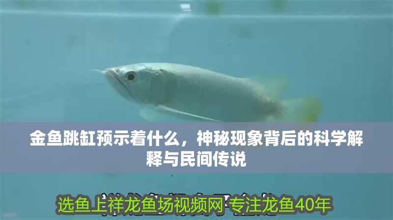 金魚跳缸預(yù)示著什么，神秘現(xiàn)象背后的科學(xué)解釋與民間傳說