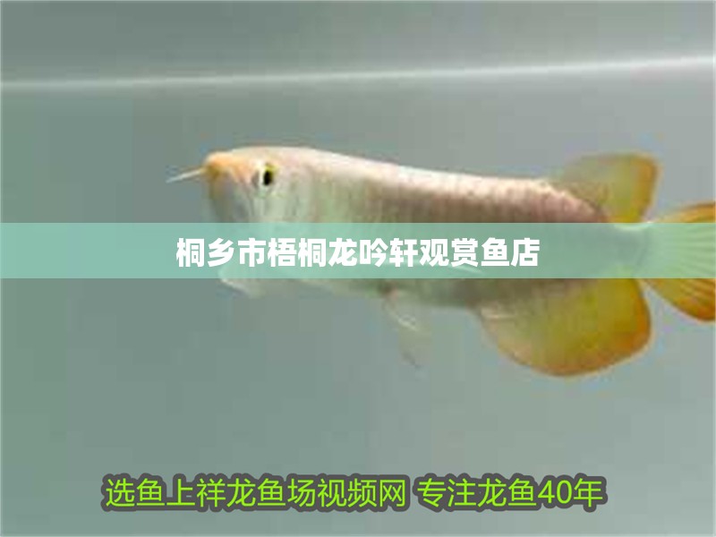 桐鄉(xiāng)市梧桐龍吟軒觀賞魚店