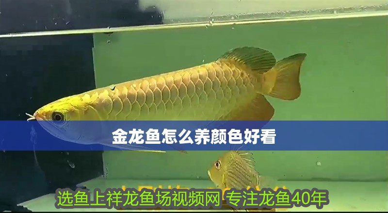 金龍魚(yú)怎么養(yǎng)顏色好看