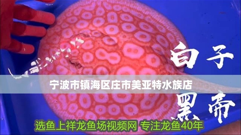 寧波市鎮(zhèn)海區(qū)莊市美亞特水族店
