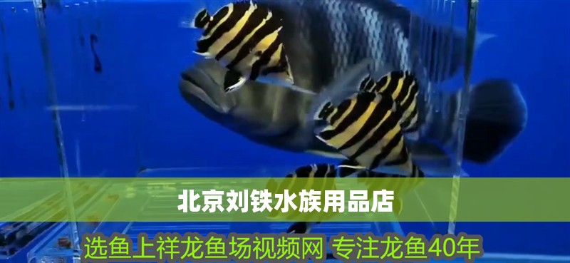 北京劉鐵水族用品店 全國水族館企業(yè)名錄 第1張 北京劉鐵水族用品店 北京劉鐵水族用品店 全國水族館企業(yè)名錄 第1張