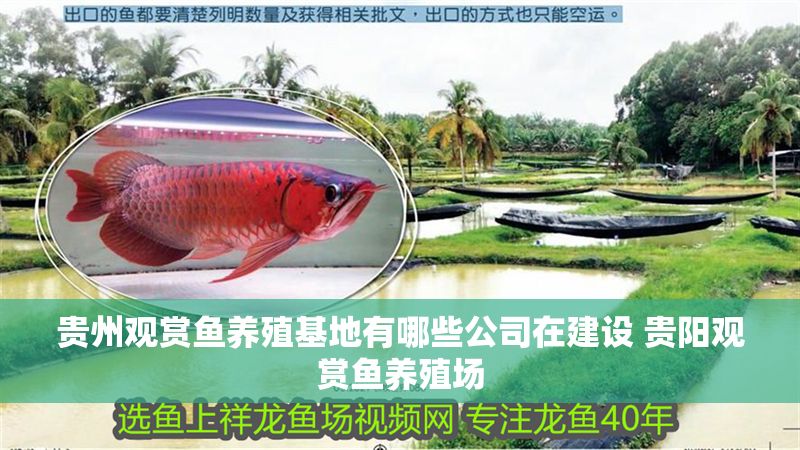 貴州觀賞魚養殖基地有哪些公司在建設 貴陽觀賞魚養殖場