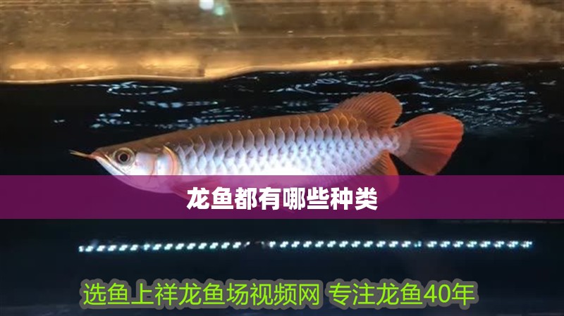 龍魚都有哪些種類