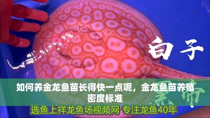 如何養金龍魚苗長得快一點呢，金龍魚苗養殖密度標準
