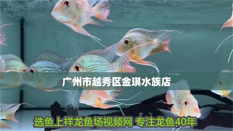 廣州市越秀區金琪水族店