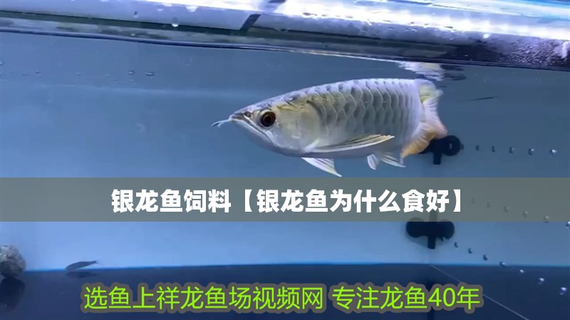 銀龍魚飼料【銀龍魚為什么食好】