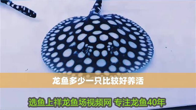 龍魚多少一只比較好養活