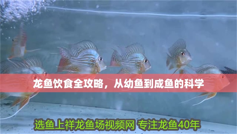 龍魚飲食全攻略，從幼魚到成魚的科學