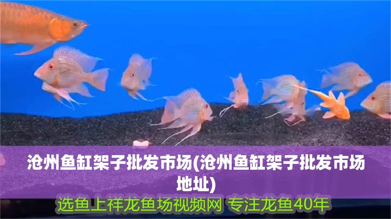 滄州魚缸架子批發市場(滄州魚缸架子批發市場地址)
