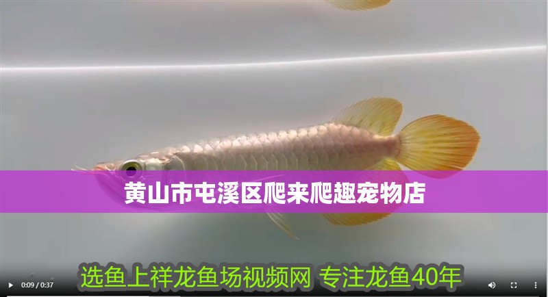 黃山市屯溪區爬來爬趣寵物店