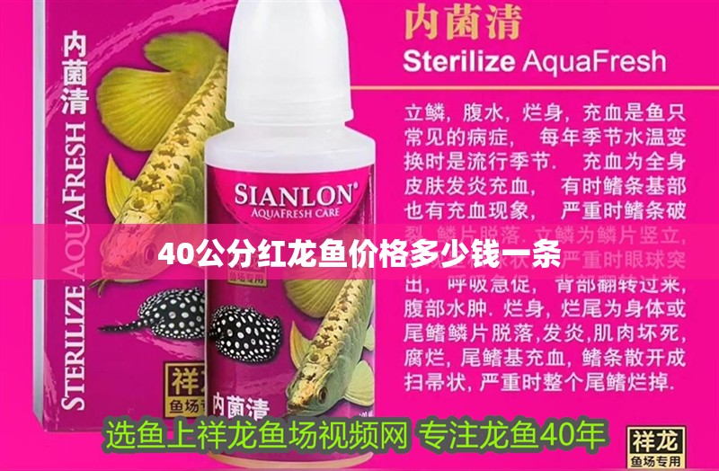 40公分紅龍魚價(jià)格多少錢一條