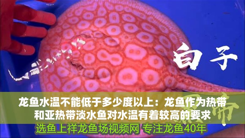 龍魚水溫不能低于多少度以上：龍魚作為熱帶和亞熱帶淡水魚對水溫有著較高的要求