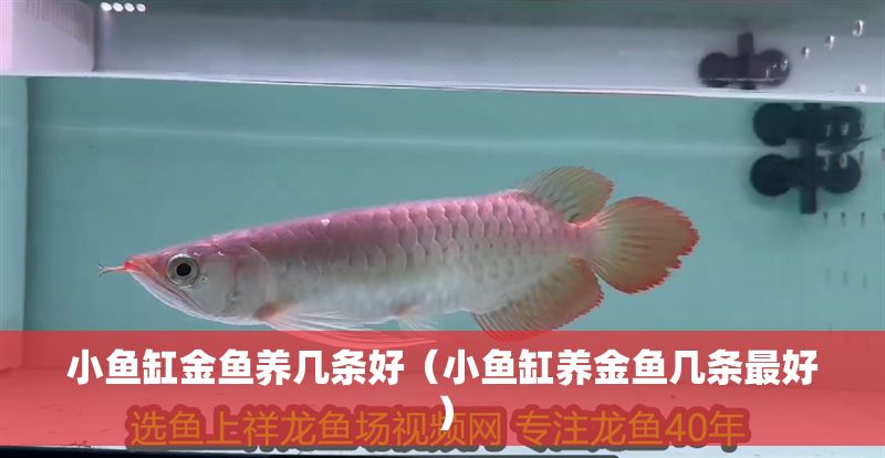 小魚(yú)缸金魚(yú)養(yǎng)幾條好（小魚(yú)缸養(yǎng)金魚(yú)幾條最好） 小魚(yú)缸金魚(yú)養(yǎng)幾條好（小魚(yú)缸養(yǎng)金魚(yú)幾條最好） 龍魚(yú)百科 第1張