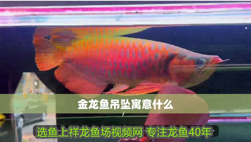 金龍魚吊墜寓意什么 金龍魚吊墜寓意什么 龍魚百科 第2張