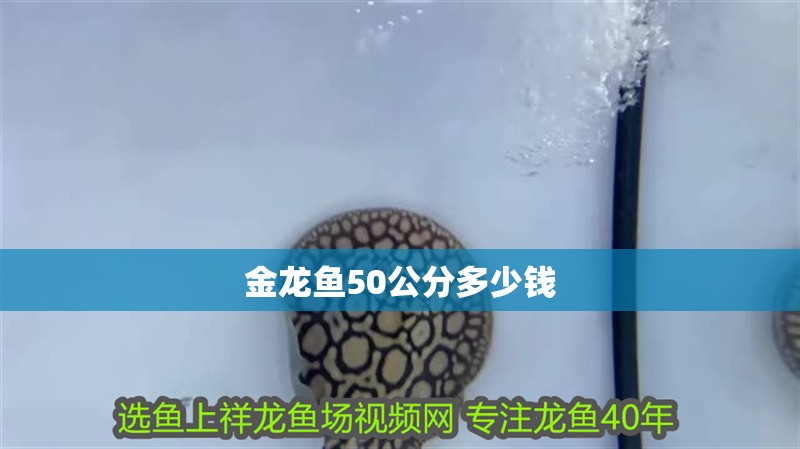 金龍魚50公分多少錢
