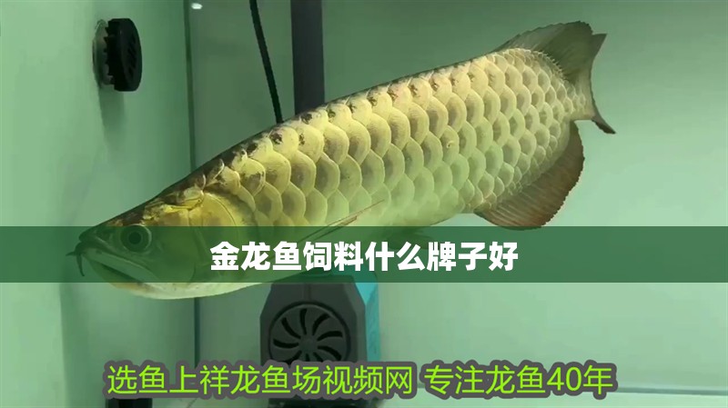 金龍魚飼料什么牌子好