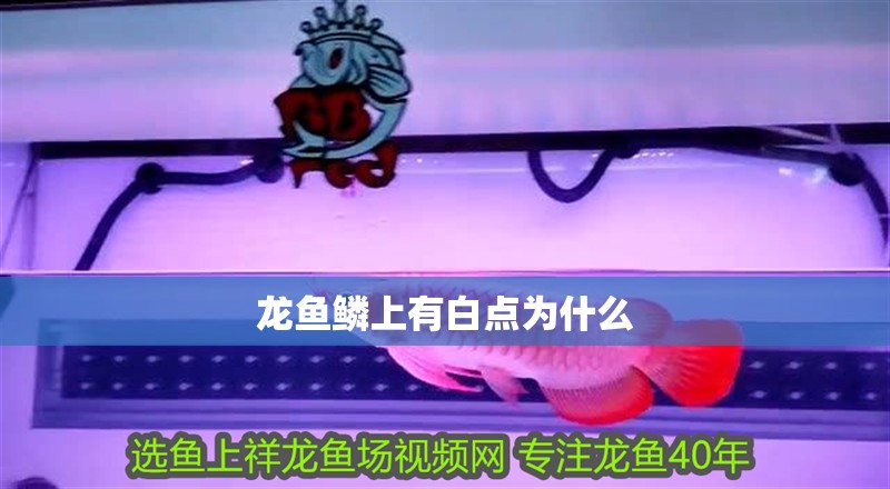 龍魚鱗上有白點為什么