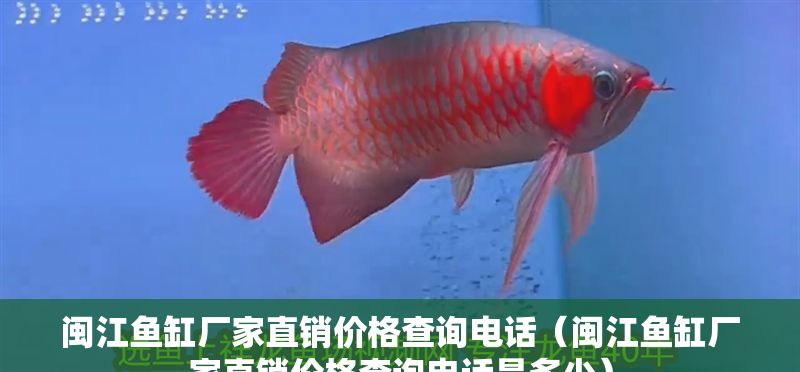 閩江魚缸廠家直銷價格查詢電話（閩江魚缸廠家直銷價格查詢電話是多少）