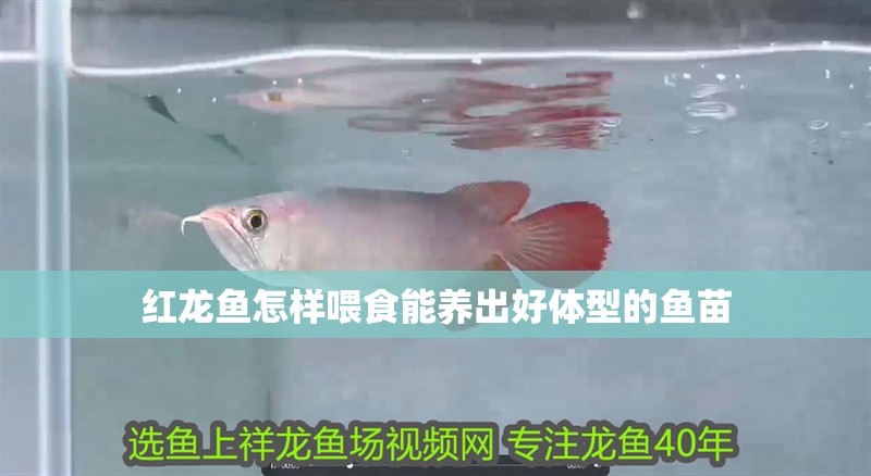 紅龍魚怎樣喂食能養出好體型的魚苗