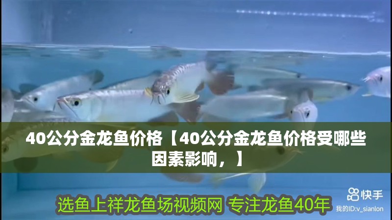 40公分金龍魚價格【40公分金龍魚價格受哪些因素影響，】