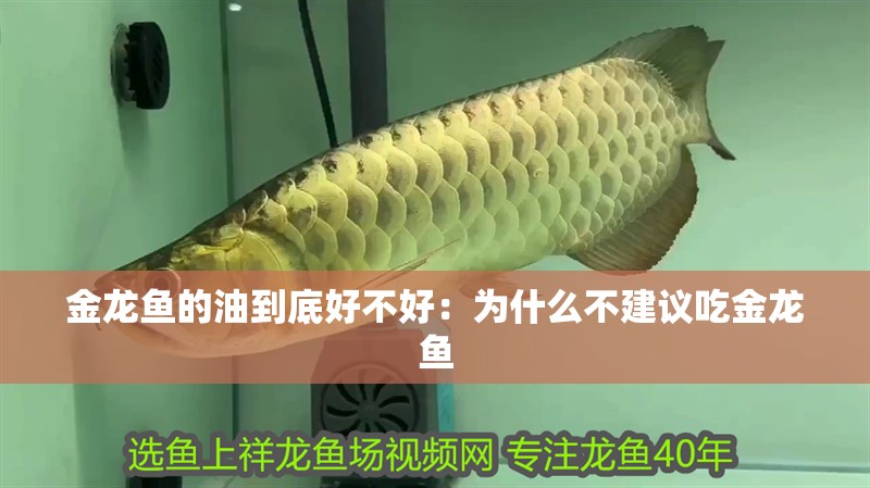 金龍魚的油到底好不好：為什么不建議吃金龍魚
