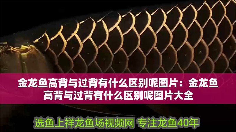 金龍魚高背與過背有什么區別呢圖片：金龍魚高背與過背有什么區別呢圖片大全