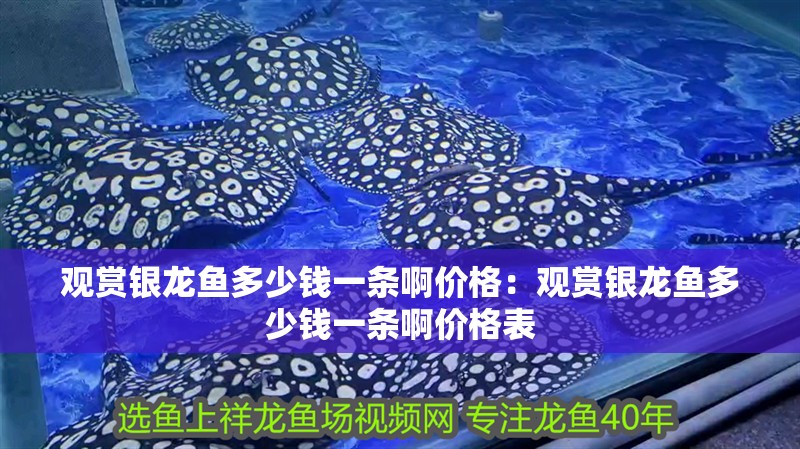 觀賞銀龍魚多少錢一條啊價(jià)格：觀賞銀龍魚多少錢一條啊價(jià)格表